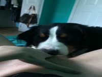 Canine is happy to pleasure his female zoophilia owner